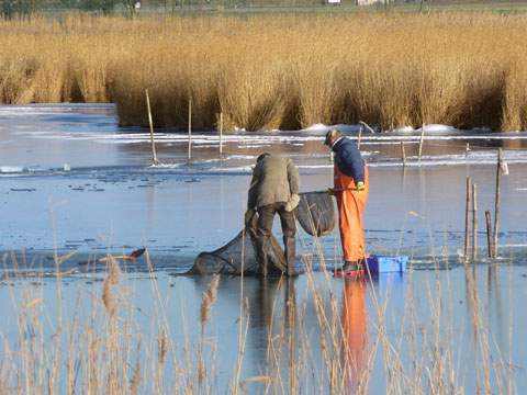 Dünnes Eis: Fischer bringen auf der Melle bei Loddin ihren Fang ein.