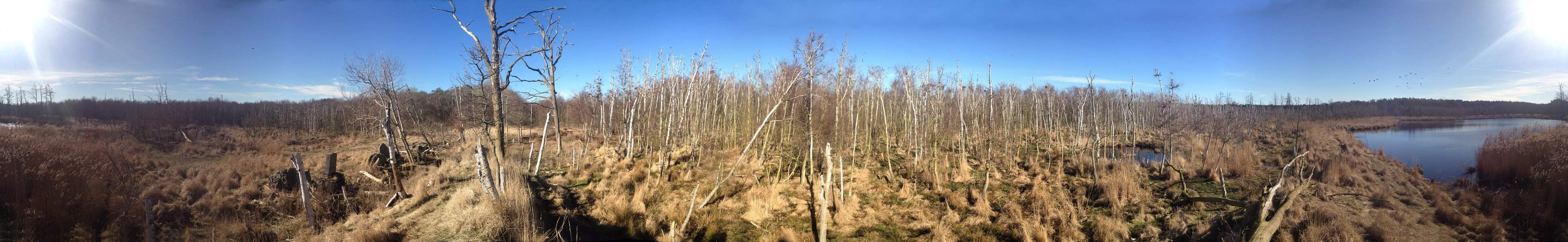 Binsenmsse auf dem Peenemnder Haken: Kormoranbrutkolonie.