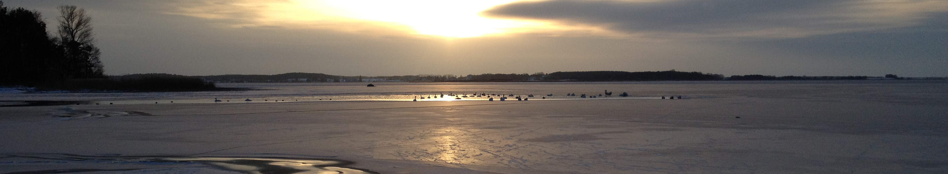 Winter im Hinterland: Singschwne auf dem Achterwasser bei Pudagla.