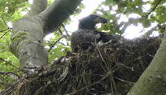 Naturerlebnis Usedom: Adlerhorst auf dem Peenemnder Haken.