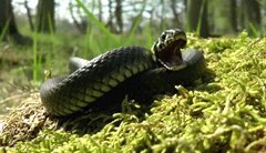 Naturbeobachtungen auf dem Peenemnder Haken.