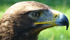 Greifvögel aus unmittelbarer Nähe erleben: Falknerei in Stolpe.