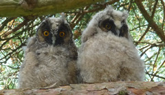 Naturpark Insel Usedom: Tierwelt an der Ostseekste.